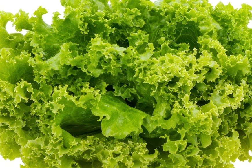 Para aprovechar sus beneficios, los especialistas recomiendan consumir verduras de hoja verde todos o casi todos los días