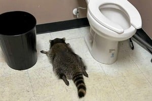 Un mapache hizo desmanes en una licorería y acabó dormido tras probar varias bebidas.