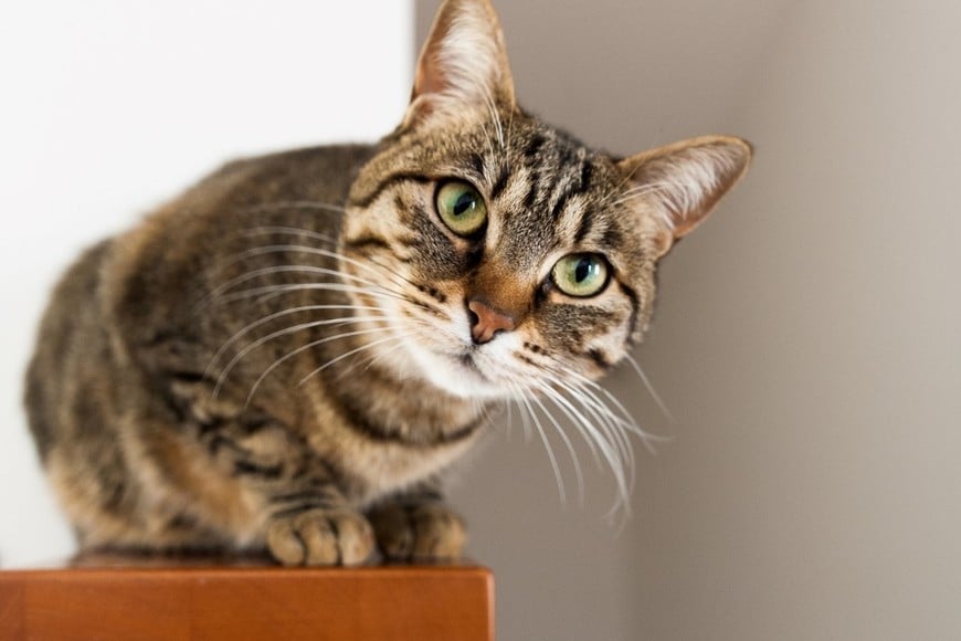 Un espacio seguro ayuda a mejorar su bienestar diario.