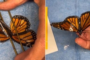 La increíble operación a una mariposa.