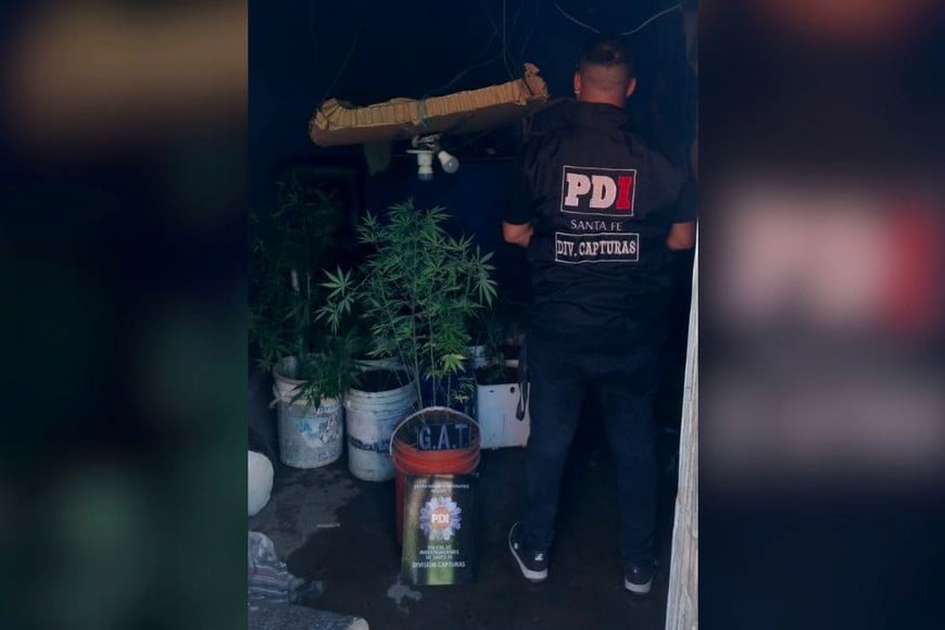 El arrestado tenía un pequeño vivero de cannabis. Foto: El Litoral
