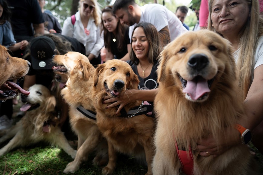 (251208) -- BUENOS AIRES, 8 diciembre, 2025 (Xinhua) -- Personas reaccionan junto a sus perros de la raza "golden retriever" durante un evento llevado a cabo en el Parque Berlín, en la ciudad de Buenos Aires, capital de Argentina, el 8 de diciembre de 2025. Una ola dorada compuesta por unos 2.000 perros de la raza "golden retriever" llenó el lunes de color y diversión la zona norte de la capital argentina, Buenos Aires, tras una convocatoria realizada por redes sociales para reunir ejemplares de la raza canina que se caracteriza por ser juguetona y extrovertida. (Xinhua/Martín Zabala) (mz) (rtg) (ah) (vf)
