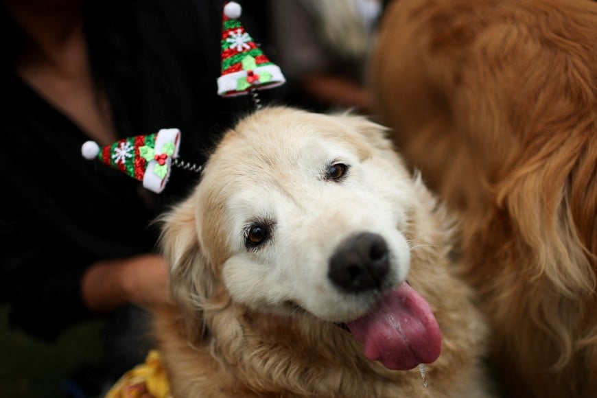A Golden Retriever wearing a Christmas-themed headband looks to the camera during a meetup seeking to break the world record for the largest gathering of the breed, in Buenos Aires, Argentina December 8, 2025. REUTERS/Agustin Marcarian