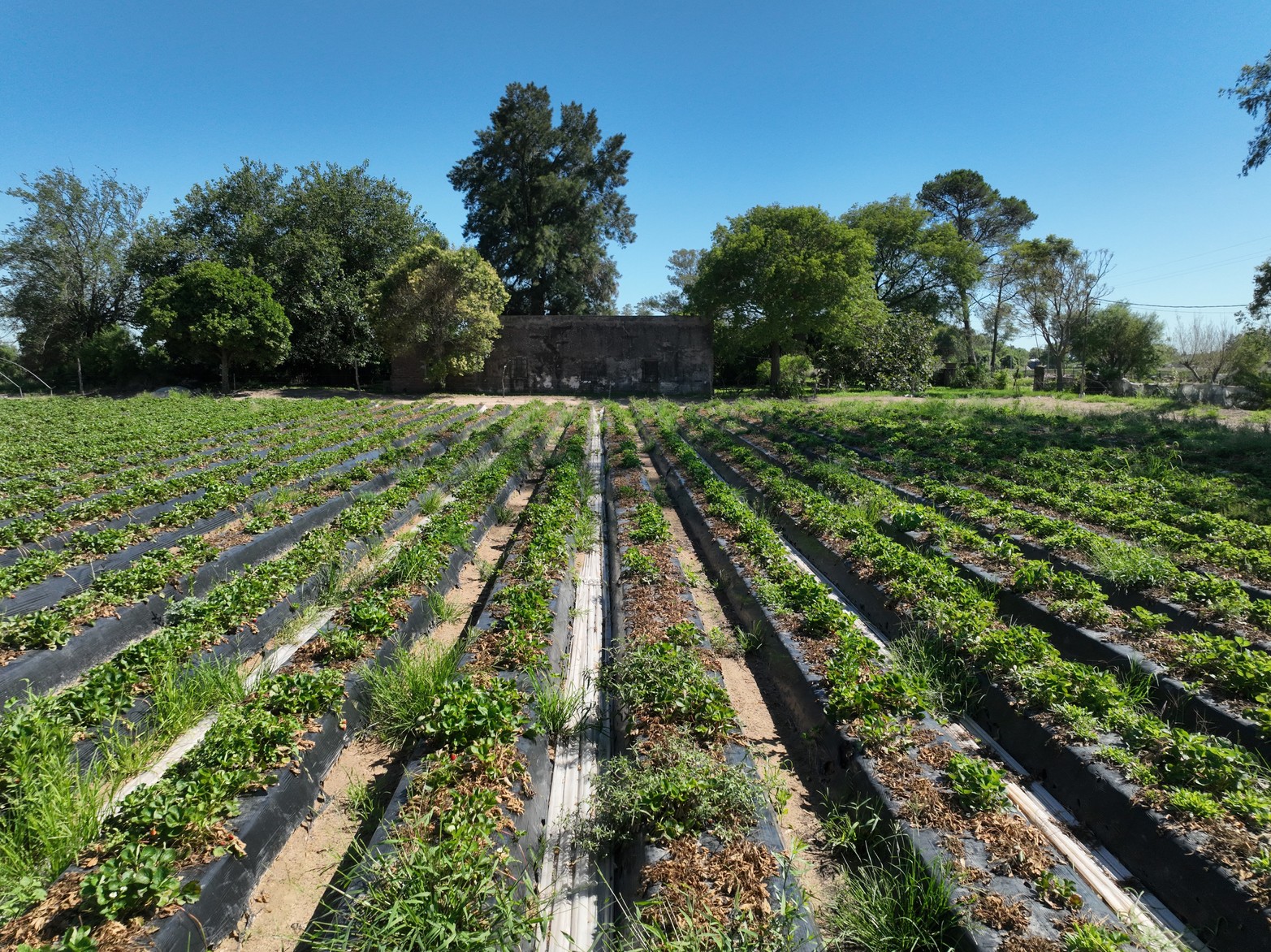 El paso de Carlos Gardel por Coronda.