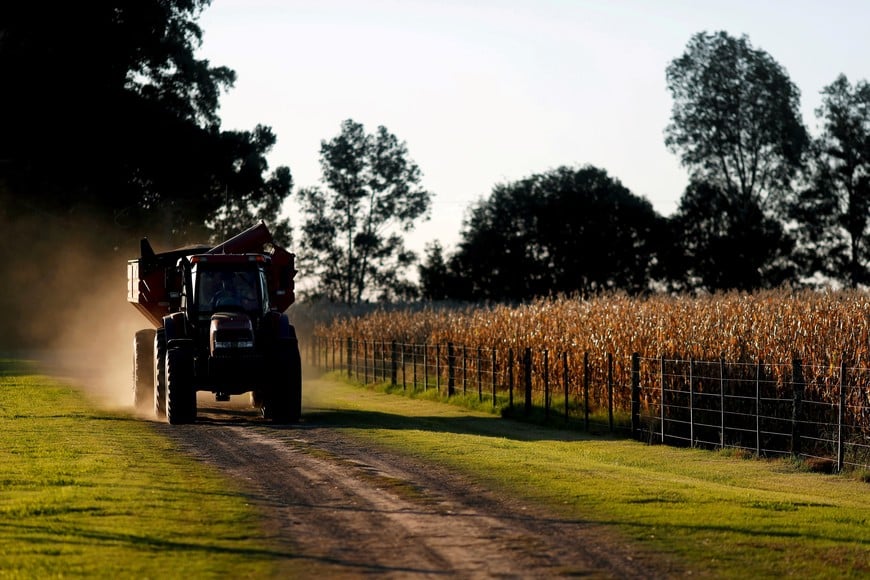 FILE PHOTO: A truck drives past corn plants on a farmland in Chivilcoy, on the outskirts of Buenos Aires, Argentina April 8, 2020. REUTERS/Agustin Marcarian/File Photo