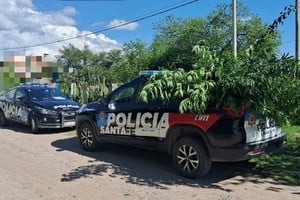 Secuestro de plantas de cannabis en Sauce Viejo. Foto: Gentileza