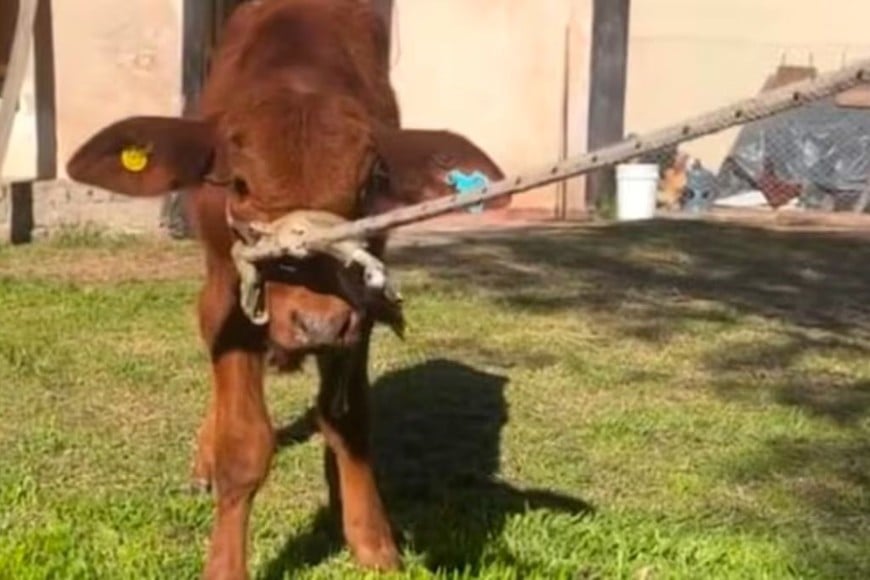 “Berni” era la mascota de la escuela.