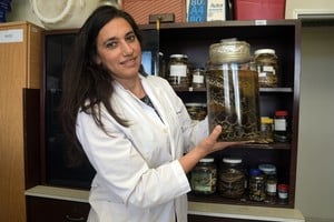 La investigadora Vanesa Arzamendia en el laboratorio del INALI a donde se conserva la colección.

Guillermo Di Salvatore.