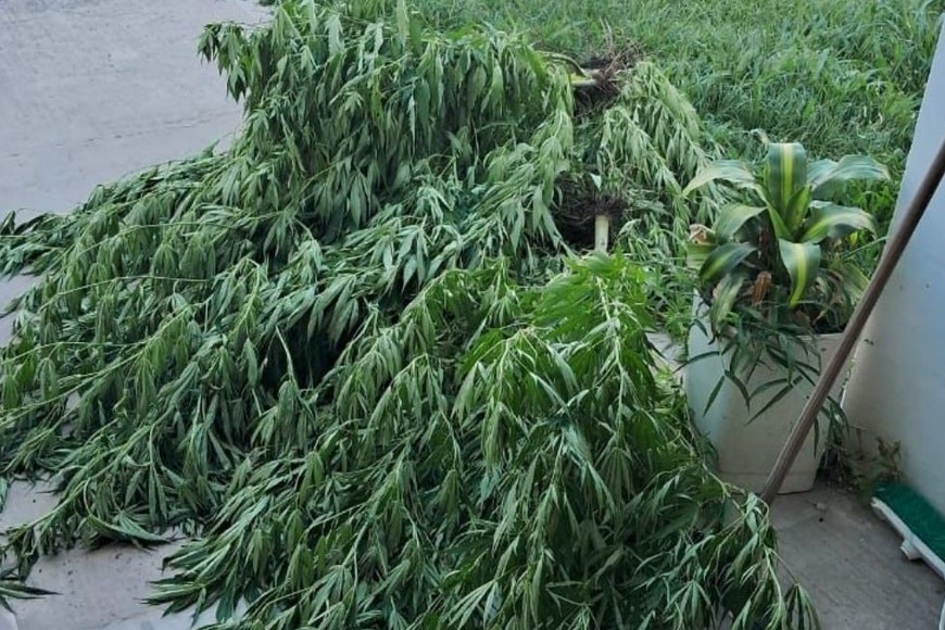 Secuestro de plantas de cannabis en Sauce Viejo. Foto: Gentileza