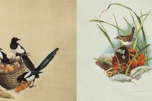 Algunas de las aves pintadas por Amuchástegui. Foto: Arte de la Argentina