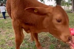 Brutal ataque contra “Berni”, el ternero de un proyecto educativo en la escuela Bernardino Rivadavia.