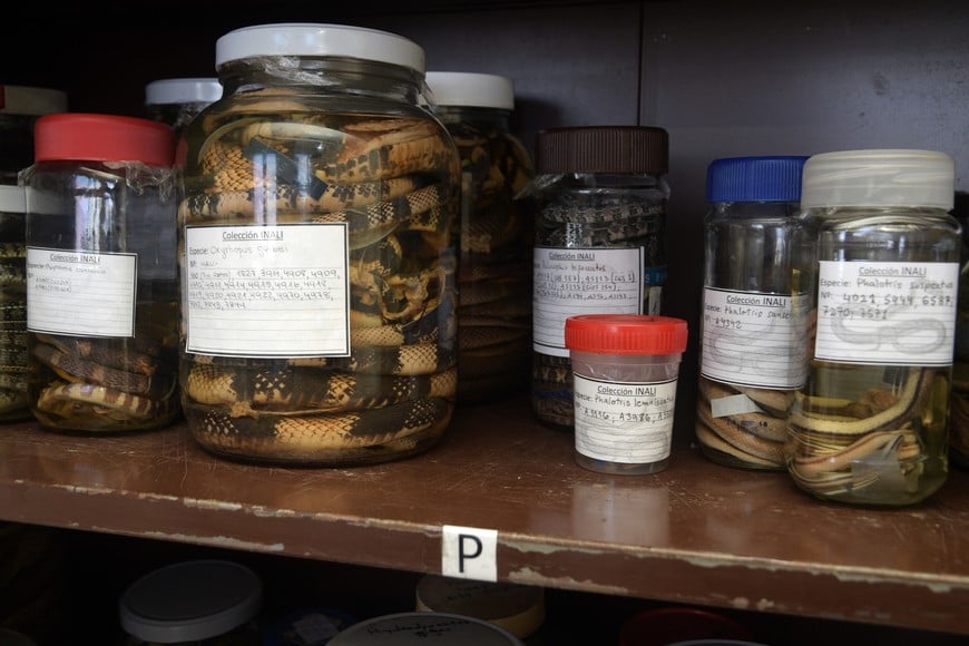 Guillermo Di Salvatore.