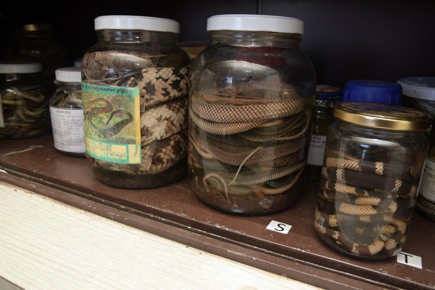 Guillermo Di Salvatore.