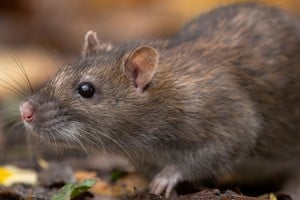 Hantavirus, una zoonosis de alta gravedad transmitida por roedores silvestres.