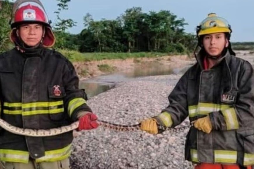 Una boa constrictor de 2,37 m fue rescatada por Bomberos Voluntarios