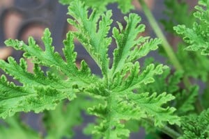 La citronela funciona para reforzar la protección contra insectos nocturnos.