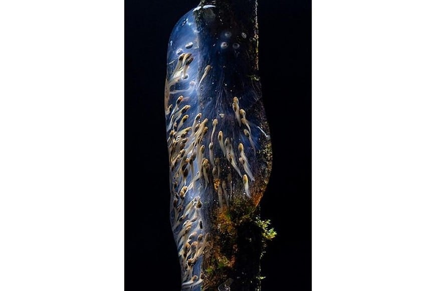 Renacuajos suspendidos en una masa gelatinosa que brilla como un universo en miniatura.