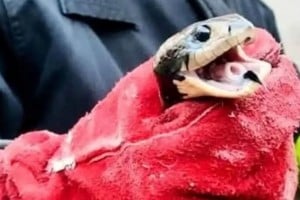 El ejemplar, de la especie autóctona lampalagua, fue liberado en un entorno natural