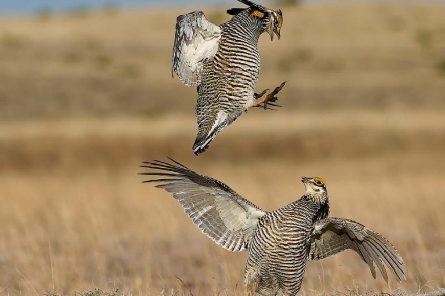El salto espectacular entre gallos de las praderas en pleno ritual de apareamiento.