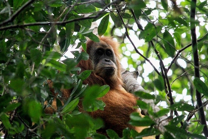 El orangután Tapanuli en peligro de extinción
