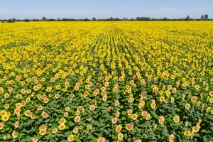 Imagen ilustrativa Créditos: Fernando Nicola