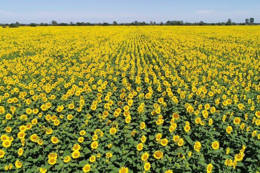 Imagen ilustrativa Créditos: Fernando Nicola