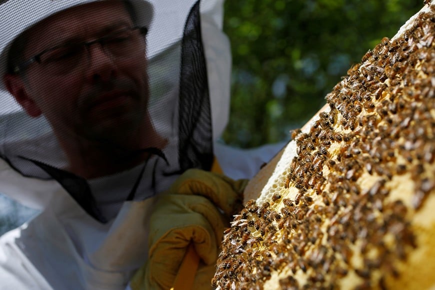 French beekeeper Joel Gross checks a beehive in Hoerdt near Strasbourg, France, April 27, 2018. REUTERS/Vincent Kessler francia  colmena en Hoerdt apicultura abejas colmenas elaboracion de miel