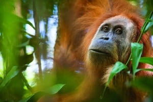 El orangután Tapanuli en peligro de extinción