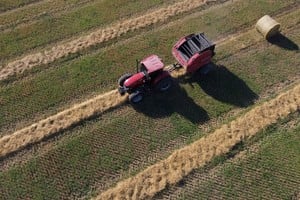 Imagen ilustrativa. Crédito: Luis Cetraro