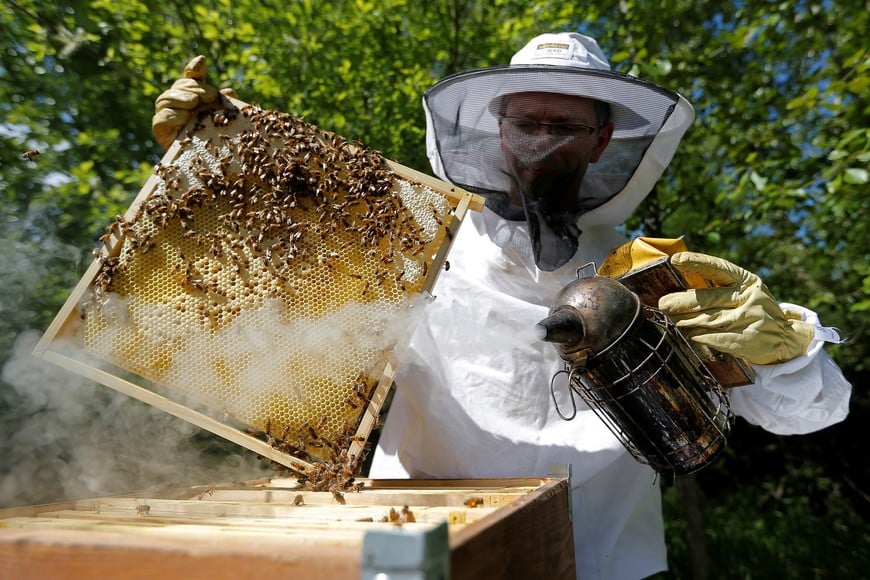 French beekeeper Joel Gross uses smoke to calm bees as he checks a beehive in Hoerdt near Strasbourg, France, April 27, 2018. REUTERS/Vincent Kessler francia  colmena en Hoerdt apicultura abejas colmenas elaboracion de miel