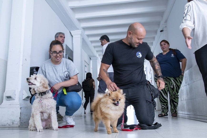 Con Cala y Zafira, comenzó la prueba piloto de ingreso de animales de compañía en el Hospital Vilela
