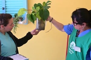 El control semanal de ovitrampas arrojó resultados positivos en distintos puntos del ejido urbano