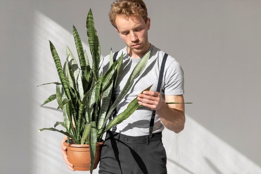 La lengua de suegra contiene saponinas que pueden irritar la piel y los ojos.