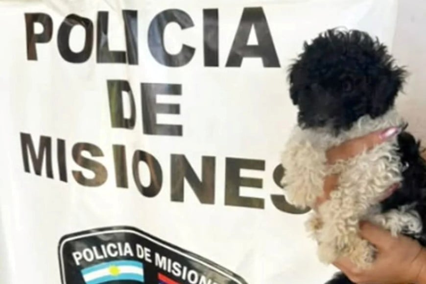 La mascota y los elementos robados, fueron puestos bajo resguardo.