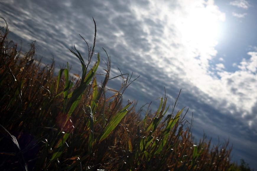 Corn plants affected by heavy storms are seen on a farm in San Antonio de Areco, in Buenos Aires province, Argentina May 21, 2025. REUTERS/Agustin Marcarian