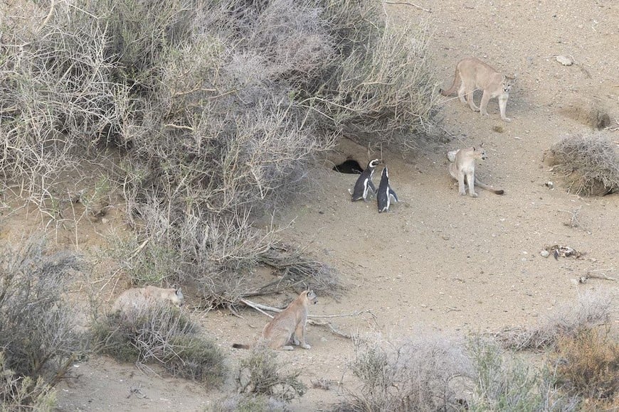pumas pingüinos patagonia