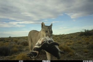 Estudio revela cómo los pumas alteran su dieta con pingüinos en el Parque Nacional Monte León.