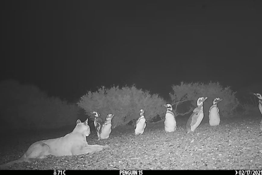 pumas pingüinos patagonia