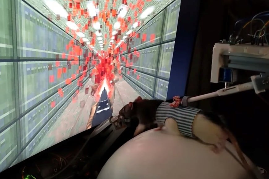 El sistema se basa en sensores externos y recompensas, sin implantes cerebrales