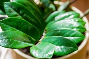 Especies de interior resistentes se adaptan a la luz indirecta.