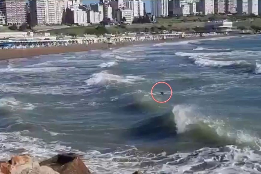 El golden retriever luchaba contra las potente olas de Playa Grande antes de ser rescatado.
