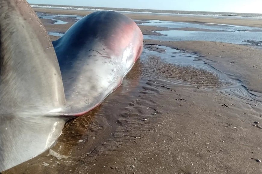 Durante varias horas, el equipo realizó reflotamientos reiterados