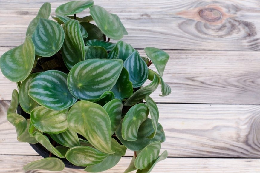 Peperomia.