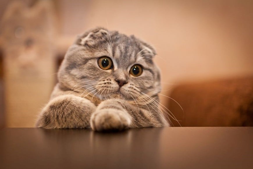 Los Scottish Fold se caracterizan por sus orejas onduladas y sus grandes ojos.