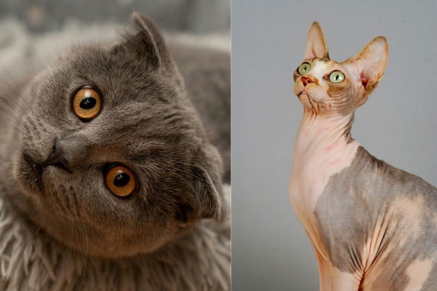 La normativa prohíbe la adquisición y la reproducción de ejemplares de ambas razas nacidos después del primer día del 2026.