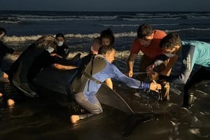 El varamiento de un zifio, uno de los cetáceos menos conocidos del mundo