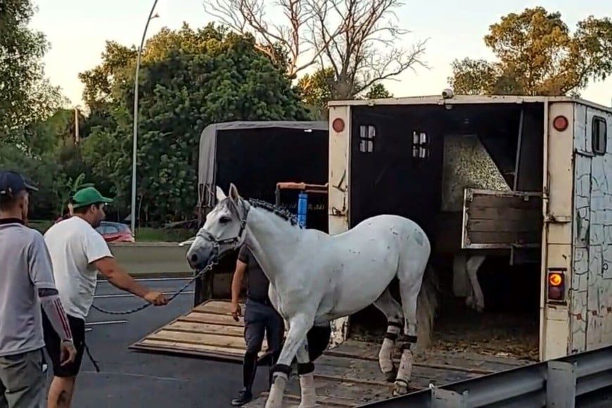 Los siete animales fueron rescatados por los bomberos.