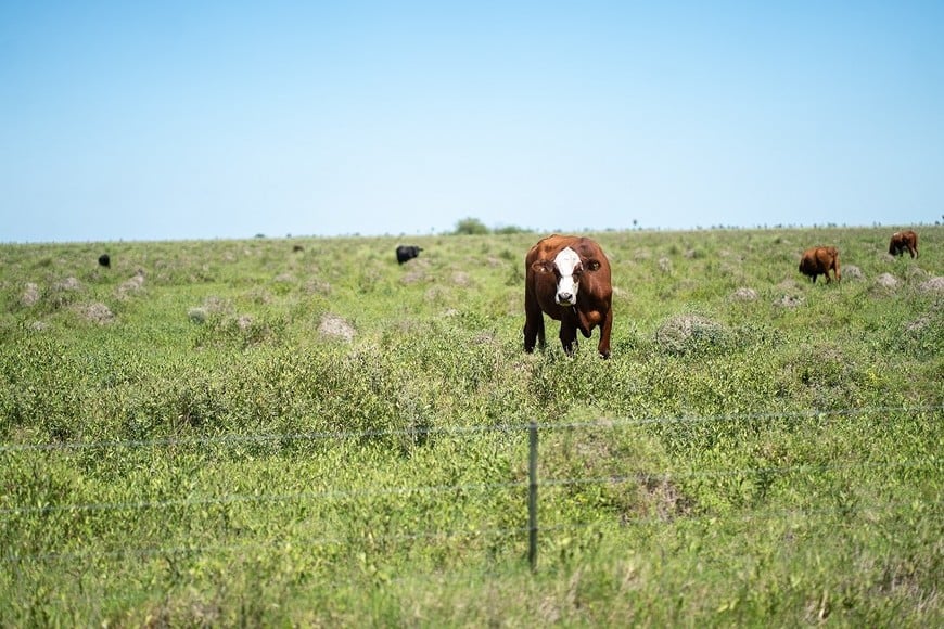 "La 30" se extiende a través de una de las zonas de mayor potencial agropecuario, forestal y ganadero del país.