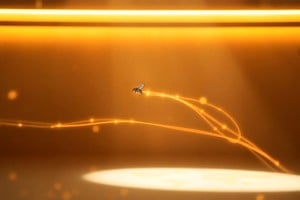 "(...) Esos compases acelerados, casi eléctricos, son la voz de un hijo que debe transformarse en insecto para volver a su padre, que ignora que él aún vive. La metamorfosis es la única manera de regresar; la pequeñez, un pasaje obligado hacia la revelación".