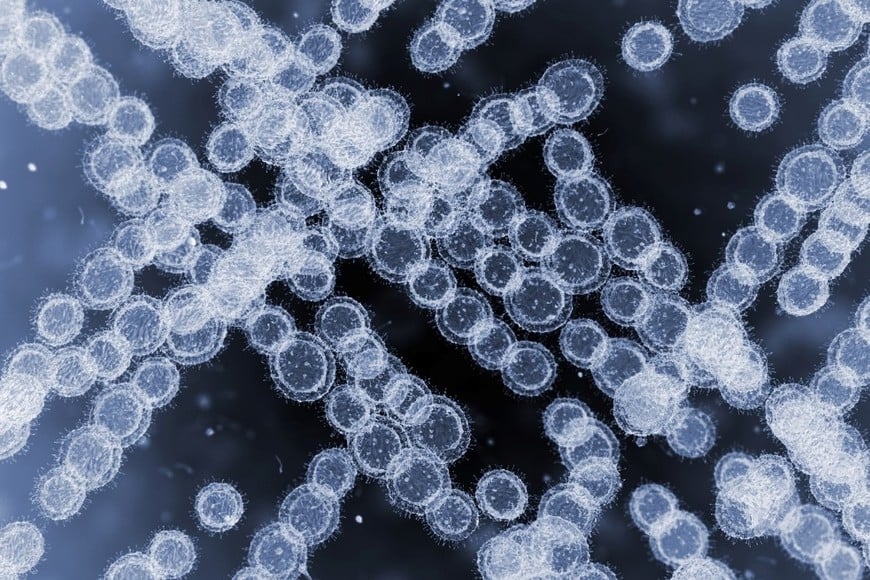 Candida auris fue detectado por primera vez en 2008